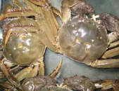 毛蟹的做法,毛蟹多样烹饪法大揭秘