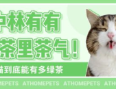 吃瓜娱乐绿茶猫,揭秘娱乐圈背后的秘密