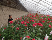 玫瑰花的种植,从选种到养护的全方位种植技巧