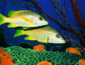 一线吃瓜娱乐圈海底见月,一线“吃瓜”达人海底探月，揭秘娱乐圈幕后真相