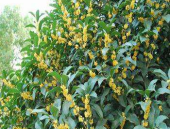 桂花树种植技术,桂花树种植技术要点解析与养护攻略