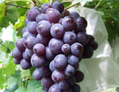 娱乐吃瓜酱葡萄娱乐,揭秘娱乐圈幕后故事与趣味瞬间