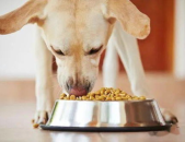 娱乐吃瓜养狗视频,娱乐吃瓜两不误，萌宠视频圈粉无数