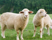 娱乐吃瓜酱羊羊,羊羊酱带你领略娱乐圈风云变幻