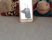 娱乐吃瓜宠物,吃瓜宠物们的欢乐日常