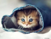 娱乐吃瓜君和罗小猫,揭秘娱乐圈背后的趣味故事