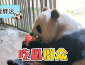 娱乐吃瓜大熊猫,揭秘大熊猫的娱乐生活