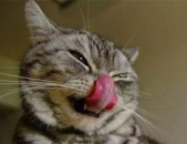猫流口水,猫咪流口水的原因及应对措施全解析