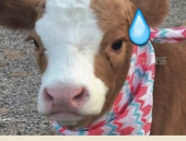 娱乐吃瓜酱简介,揭秘娱乐圈幕后故事，带你领略明星真实生活