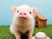 肥猪猪的日常娱乐吃瓜酱,娱乐酱的趣味生活点滴